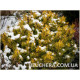 Winter Gold