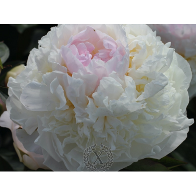 пион Blush Queen