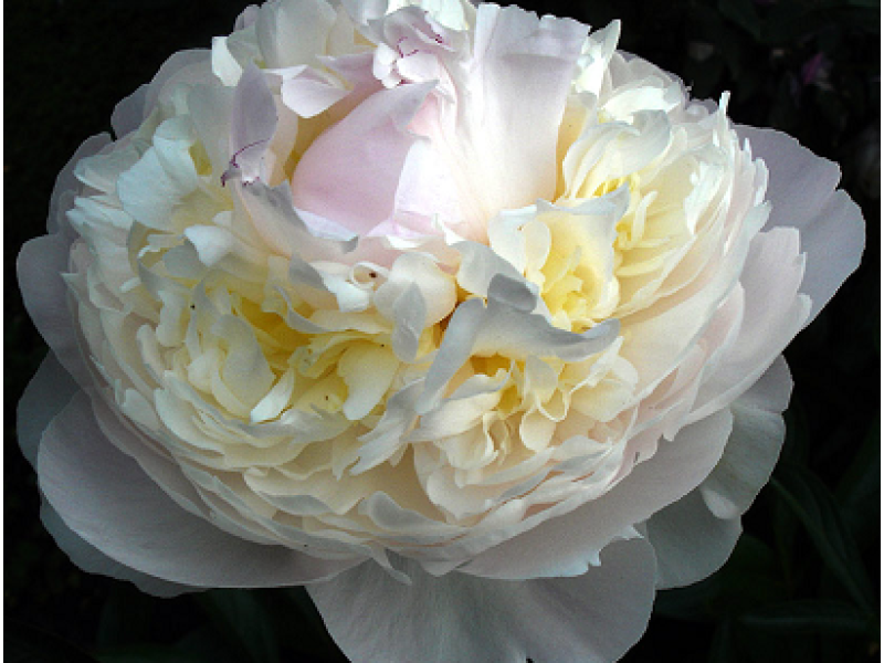Blush Queen