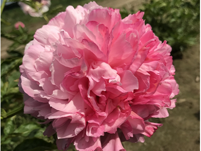 Cotton Candy