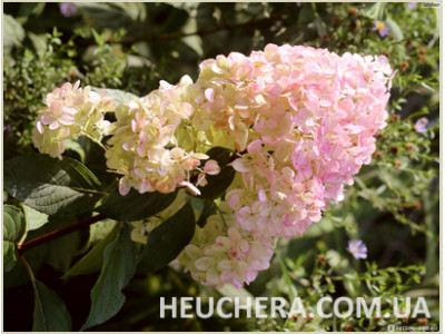 Magical Sweet Summer