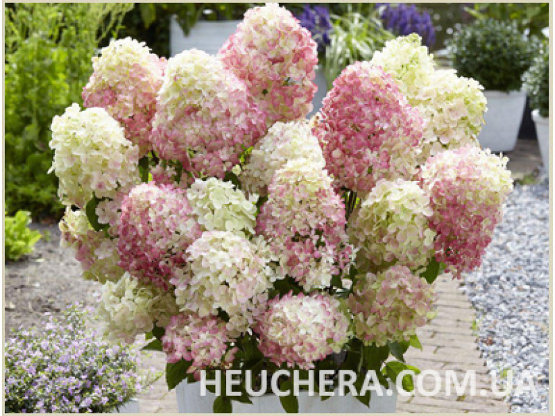 Magical Sweet Summer