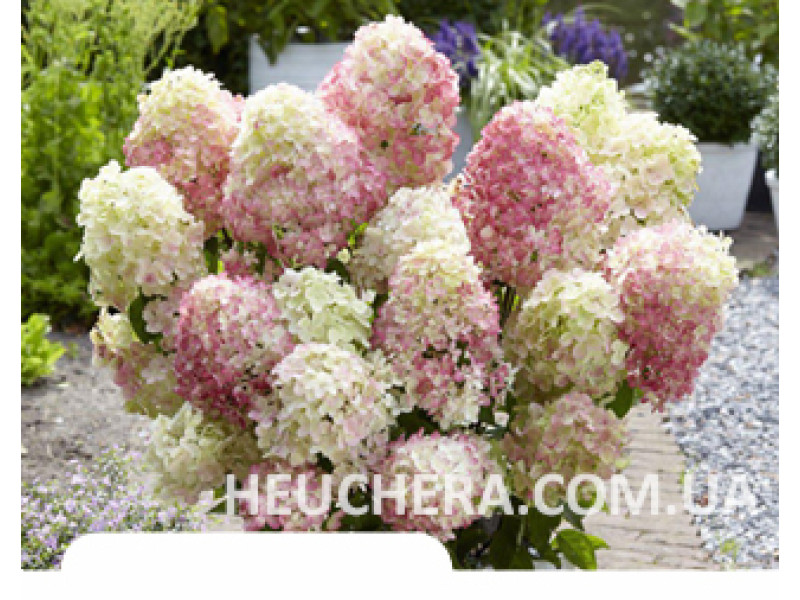 Magical Sweet Summer