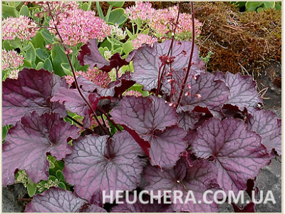Northern Exposure Purple