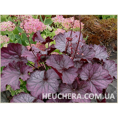 гейхера Northern Exposure Purple