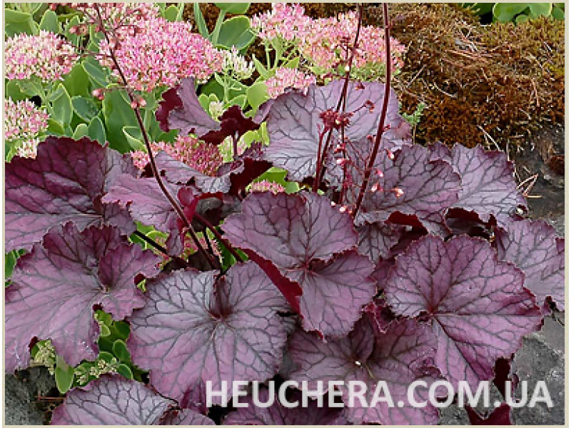 Northern Exposure Purple