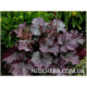 Northern Exposure Purple