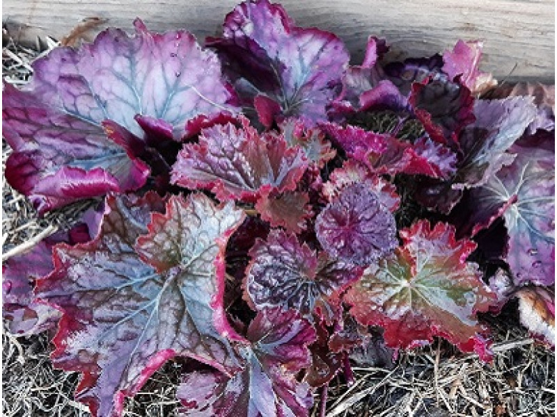Northern Exposure Purple