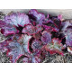 Northern Exposure Purple