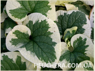 Variegata