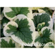 Variegata