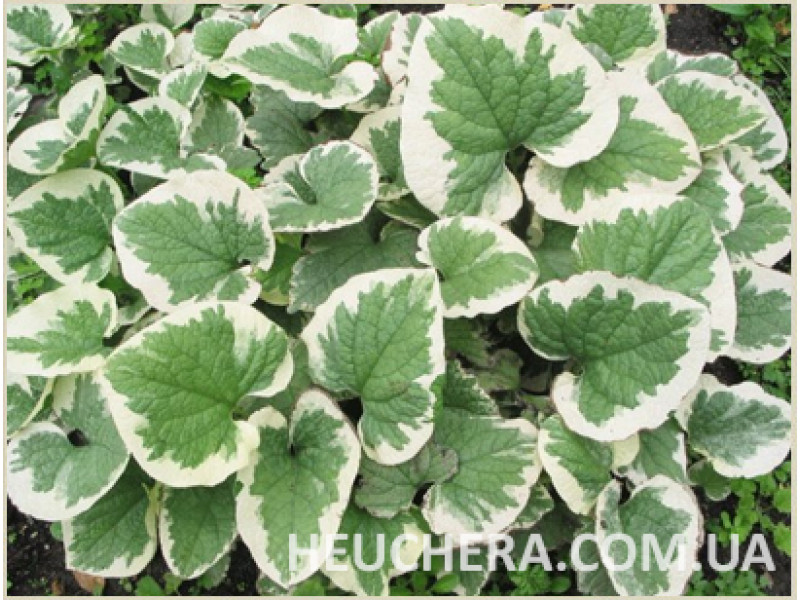 Variegata