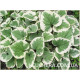 Variegata