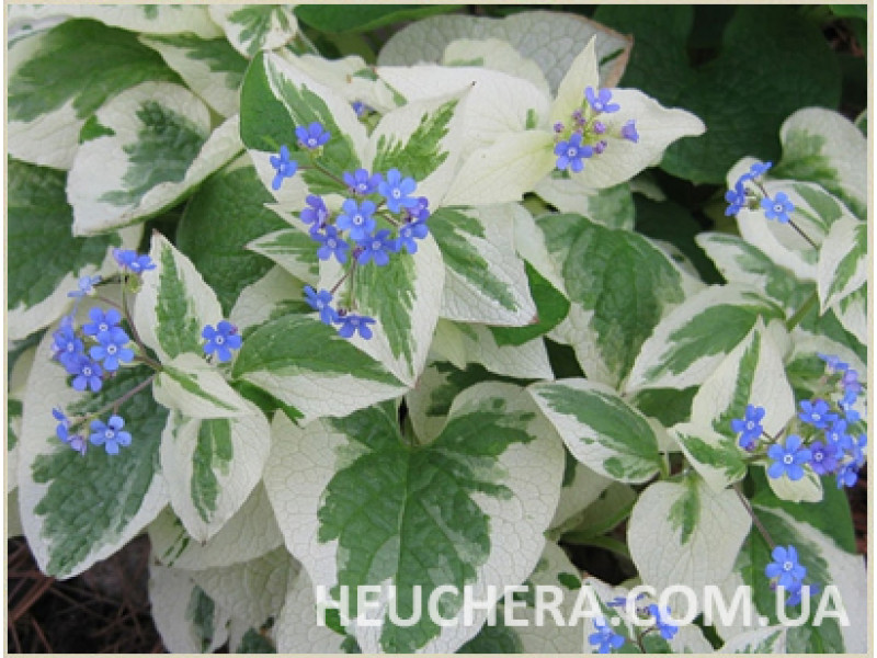 Variegata