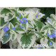Variegata