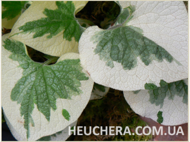 Variegata
