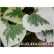 Variegata