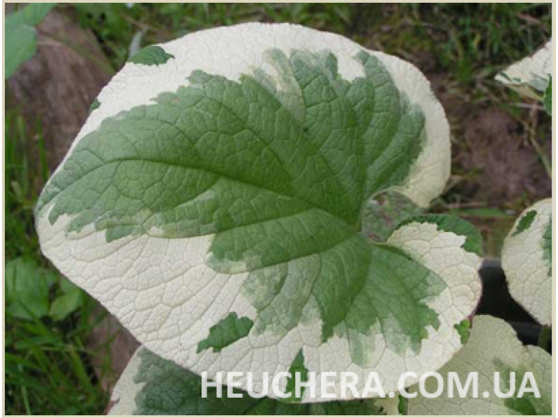 Variegata
