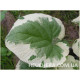 Variegata