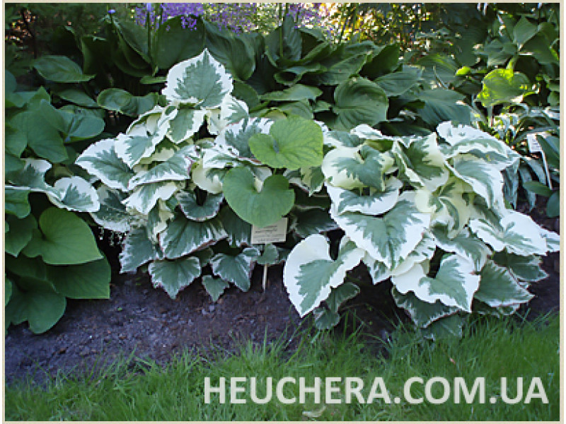 Variegata