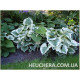 Variegata