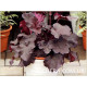 Northern Exposure Black