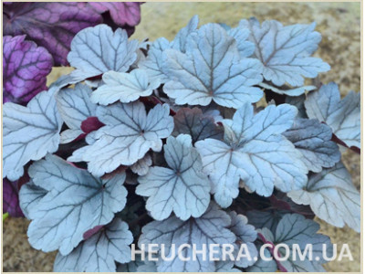 Silver Gumdrop