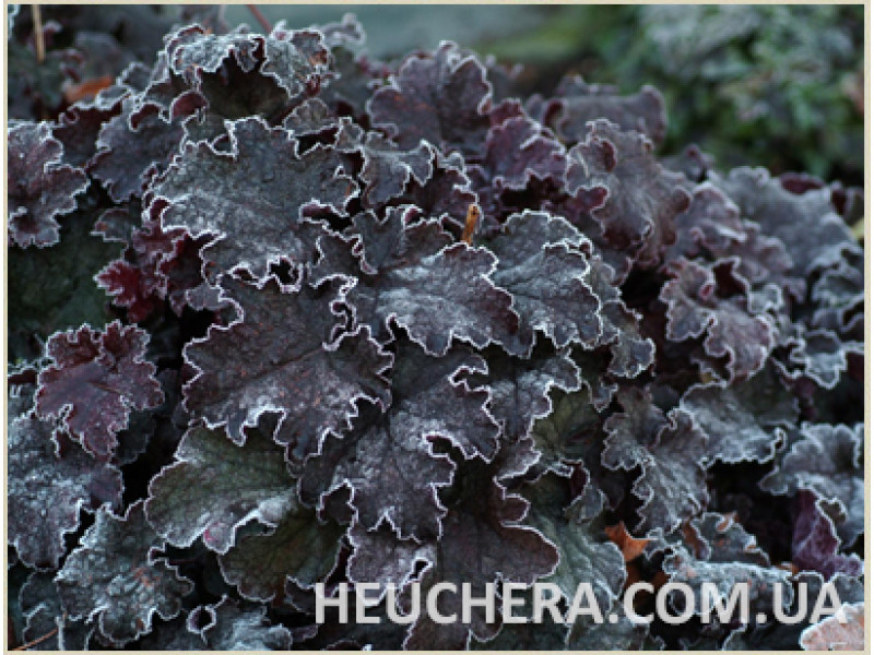 Frosted Chocolate