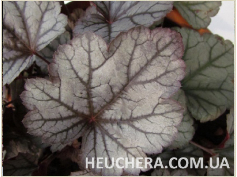 Silver Indiana