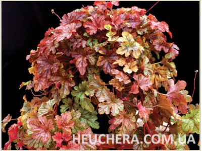 Autumn Cascade