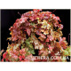 Autumn Cascade