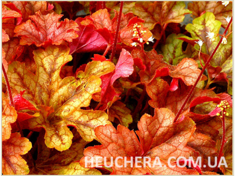 Autumn Cascade