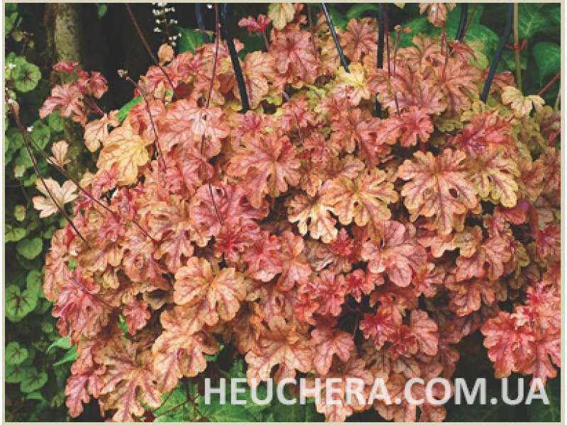 Autumn Cascade