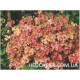 Autumn Cascade