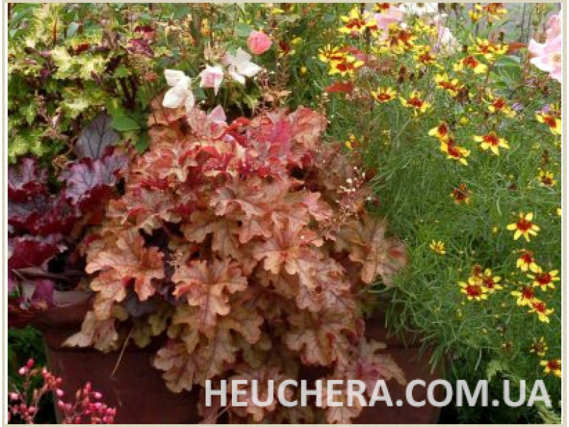 Autumn Cascade