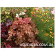 Autumn Cascade