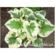 Hadspen Cream