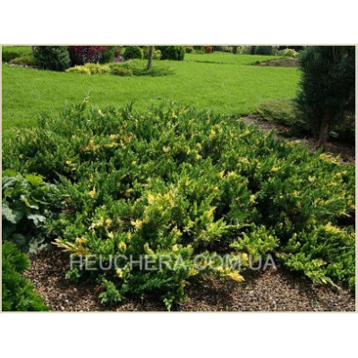Variegata