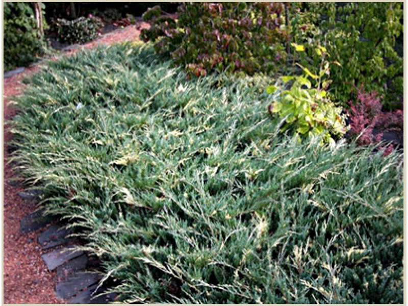 Variegata