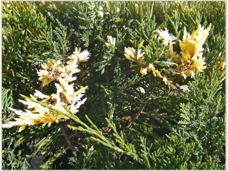 Variegata