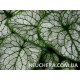 Alexanders Great