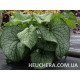Alexanders Great
