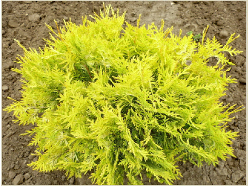 Globosa Aurea