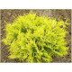 Globosa Aurea