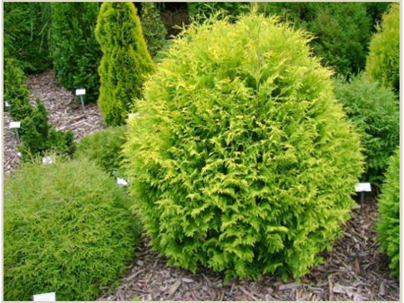 Globosa Aurea
