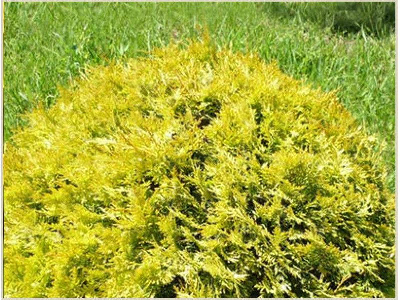 Globosa Aurea