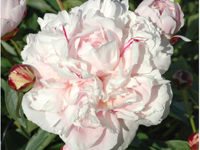 Reine Hortense