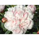 Reine Hortense