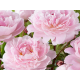 Reine Hortense