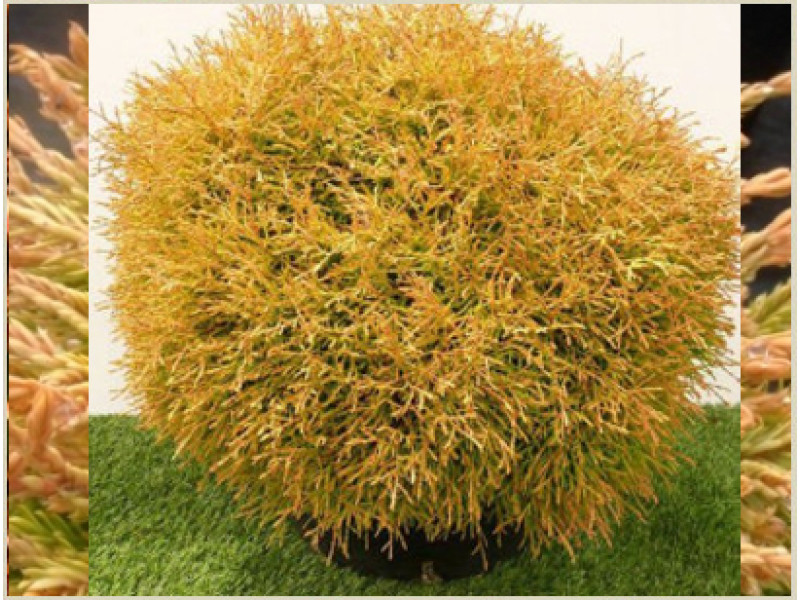 Golden Tuffet